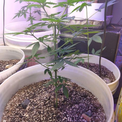 Pineapple Express 2  growlog photo: Pineapple Express just beginning flowering