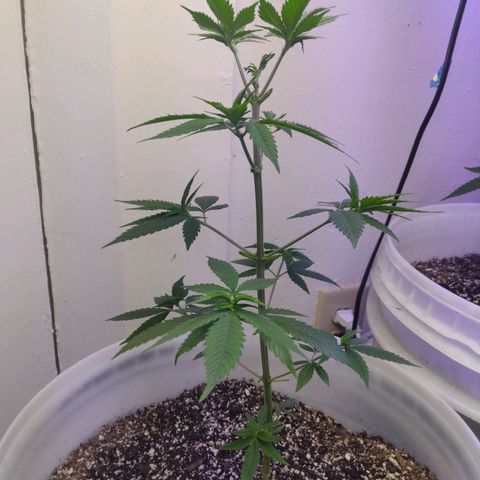 Pineapple Express 2  growlog photo: Pineapple Express just beginning flowering