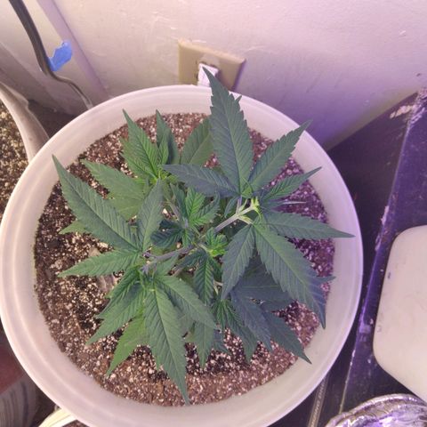 Pineapple Express 2  growlog photo: Pineapple Express just beginning flowering