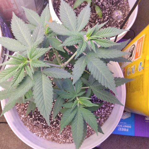 Pineapple Express 2  growlog photo: Pineapple Express just beginning flowering
