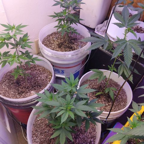 Pineapple Express 2  growlog photo: Flowering 12/12 started on May 28