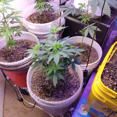 Pineapple Express 2  growlog photo: 5days into 12 on 12 off today was nutrition day
