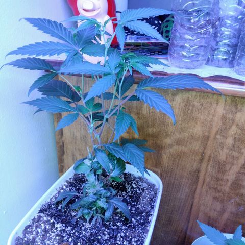Pineapple Express 2  growlog photo: 5days into 12 on 12 off today was nutrition day