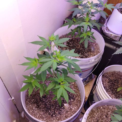 Pineapple Express 2  growlog photo: 5days into 12 on 12 off today was nutrition day
