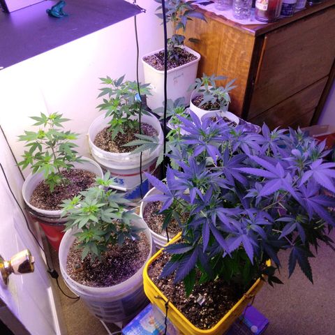 Pineapple Express 2  growlog photo: 5days into 12 on 12 off today was nutrition day