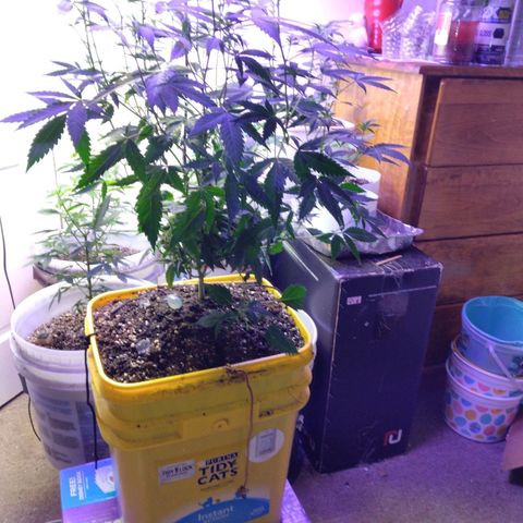 Pineapple Express 2  growlog photo: 5days into 12 on 12 off today was nutrition day