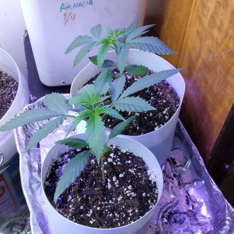 Pineapple Express 2  growlog photo: 5days into 12 on 12 off today was nutrition day