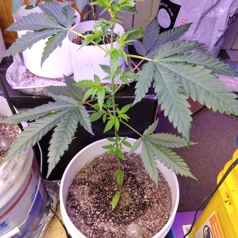 Pineapple Express 2  growlog photo: 5days into 12 on 12 off today was nutrition day