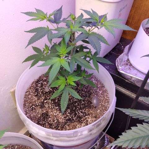 Pineapple Express 2  growlog photo: 5days into 12 on 12 off today was nutrition day