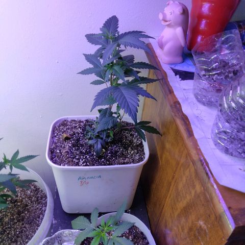 Pineapple Express 2  growlog photo: 5days into 12 on 12 off today was nutrition day