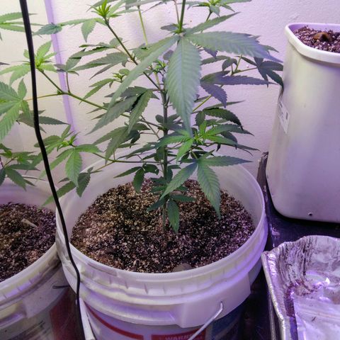 Pineapple Express 2  growlog photo: 3 pineapple kush 2, 1 amnesia haze and 1 unknown