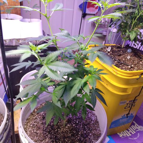 Pineapple Express 2  growlog photo: 3 pineapple kush 2, 1 amnesia haze and 1 unknown