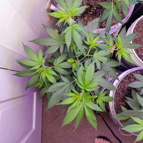 Pineapple Express 2  growlog photo: 3 pineapple kush 2, 1 amnesia haze and 1 unknown