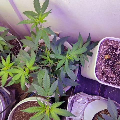 Pineapple Express 2  growlog photo: 3 pineapple kush 2, 1 amnesia haze and 1 unknown