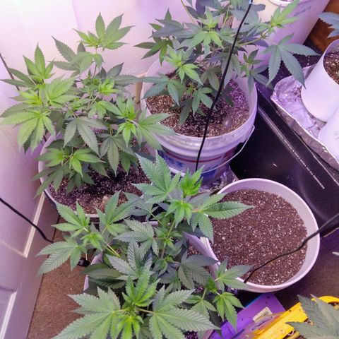 Pineapple Express 2  growlog photo: 3 pineapple kush 2, 1 amnesia haze and 1 unknown