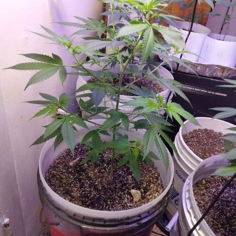 Pineapple Express 2  growlog photo: 3 pineapple kush 2, 1 amnesia haze and 1 unknown