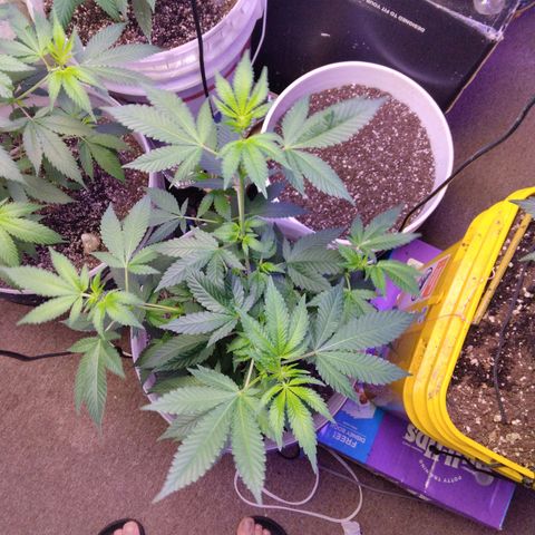 Pineapple Express 2  growlog photo: 3 pineapple kush 2, 1 amnesia haze and 1 unknown