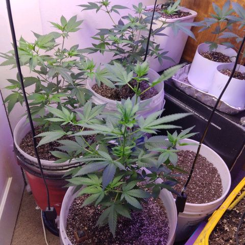 Pineapple Express 2  growlog photo: 3 pineapple kush 2, 1 amnesia haze and 1 unknown