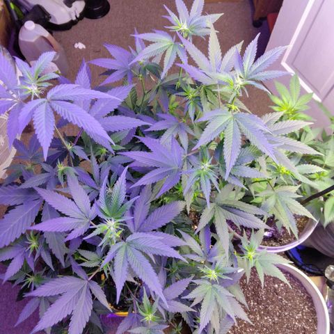 Pineapple Express 2  growlog photo: 3 pineapple kush 2, 1 amnesia haze and 1 unknown