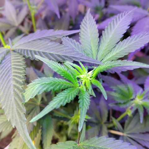 Pineapple Express 2  growlog photo: 3 pineapple kush 2, 1 amnesia haze and 1 unknown