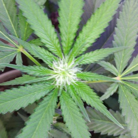 Pineapple Express 2  growlog timeline photo