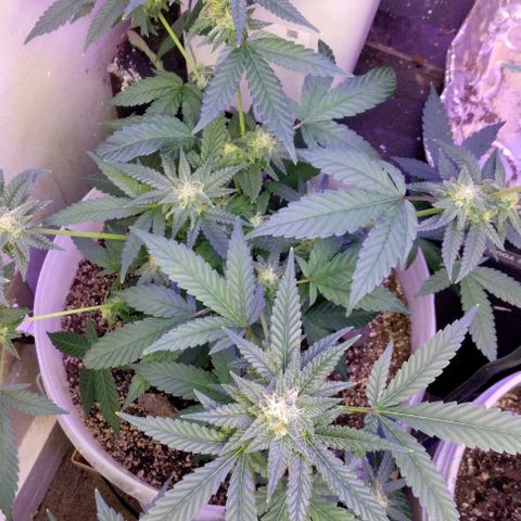 Pineapple Express 2  growlog timeline photo
