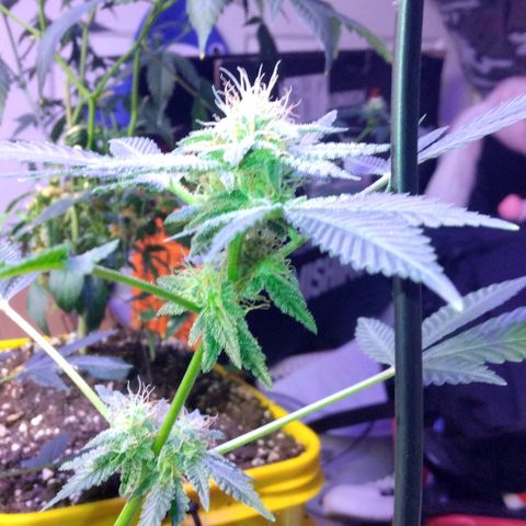 Pineapple Express 2  growlog timeline photo