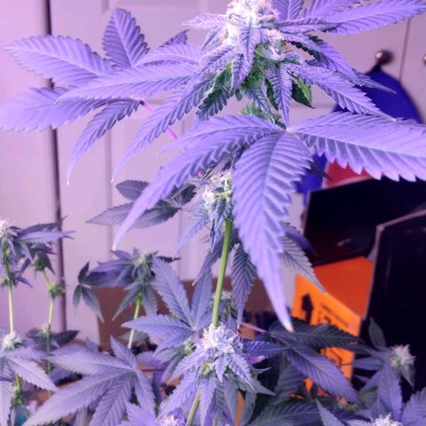 Pineapple Express 2  growlog timeline photo