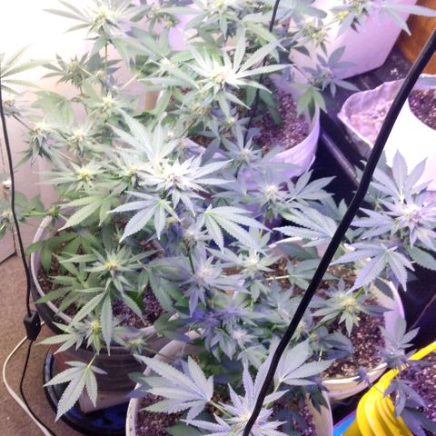 Pineapple Express 2  growlog timeline photo