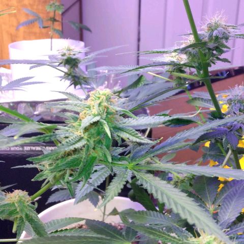 Pineapple Express 2  growlog timeline photo