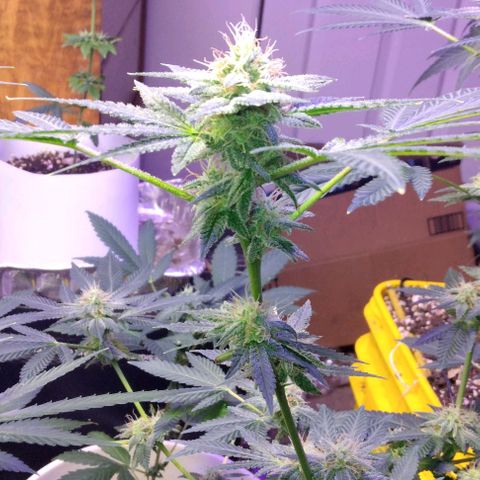 Pineapple Express 2  growlog timeline photo
