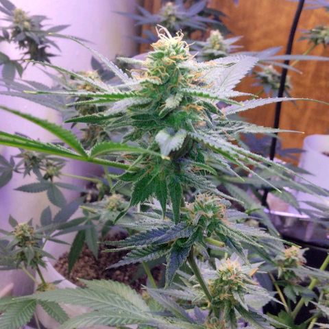 Pineapple Express 2  growlog timeline photo