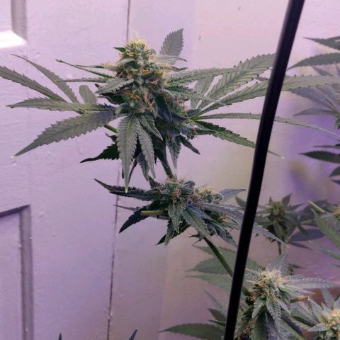 Pineapple Express 2  growlog timeline photo