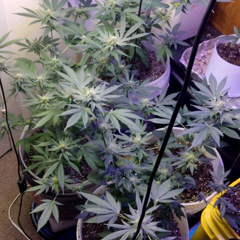 Pineapple Express 2  growlog timeline photo