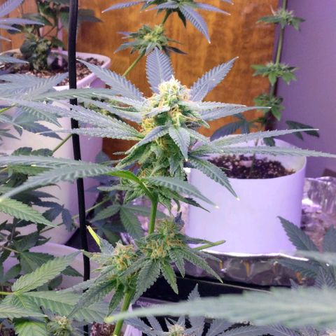 Pineapple Express 2  growlog timeline photo