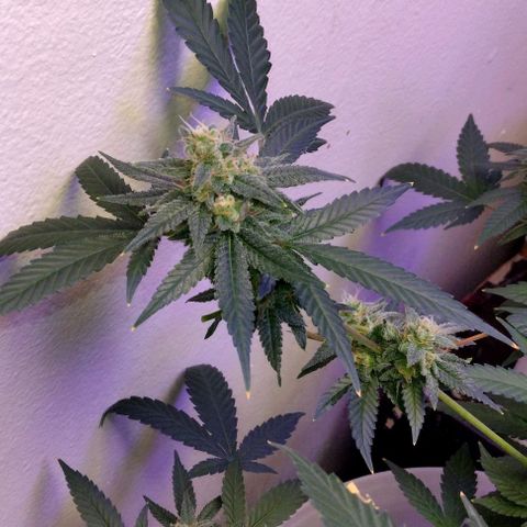 Pineapple Express 2  growlog photo: Looking and smelling wonderful
                         💯