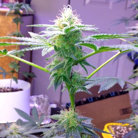 Pineapple Express 2  growlog photo: Looking and smelling wonderful
                         💯