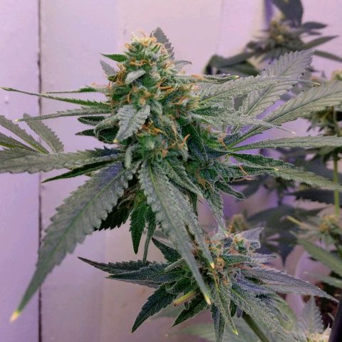 Pineapple Express 2  growlog photo: Looking and smelling wonderful
                         💯