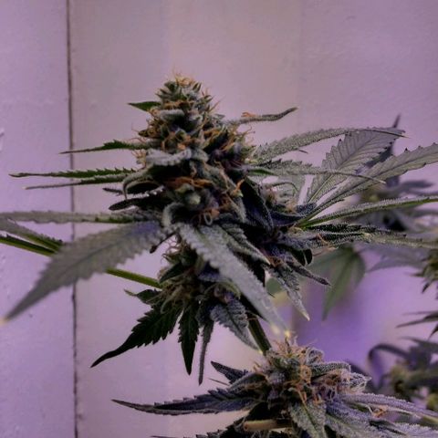 Pineapple Express 2  growlog photo: Looking and smelling wonderful
                         💯