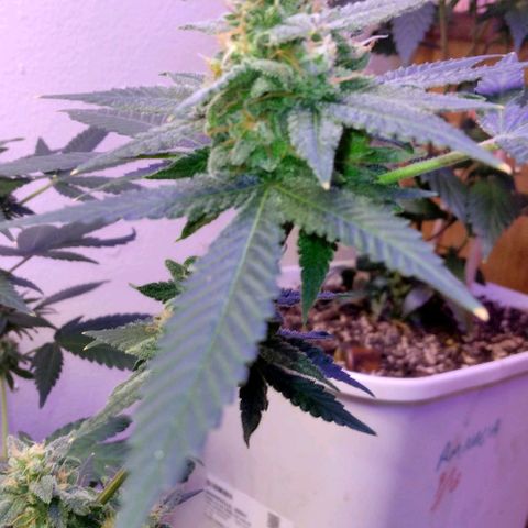 Pineapple Express 2  growlog photo: Looking and smelling wonderful
                         💯