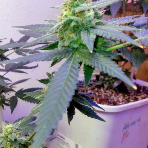 Pineapple Express 2  growlog photo: Looking and smelling wonderful
                         💯