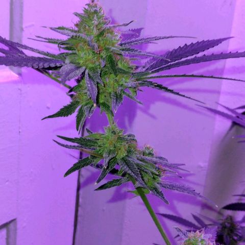 Pineapple Express 2  growlog timeline photo