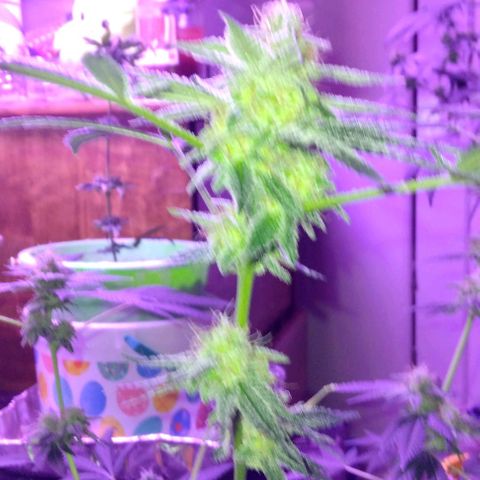 Pineapple Express 2  growlog timeline photo