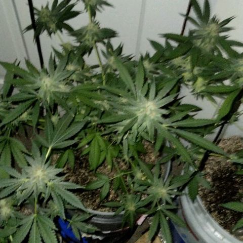 Pineapple Express 2  growlog timeline photo