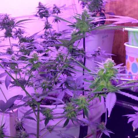 Pineapple Express 2  growlog timeline photo