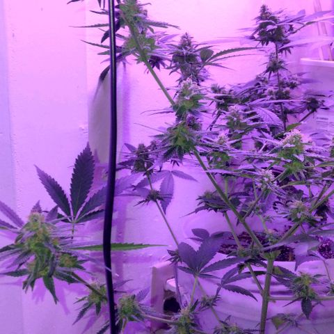 Pineapple Express 2  growlog timeline photo