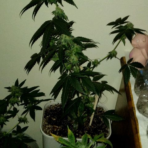Pineapple Express 2  growlog timeline photo