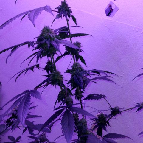 Pineapple Express 2  growlog timeline photo
