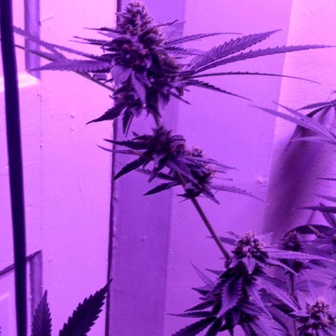 Pineapple Express 2  growlog timeline photo