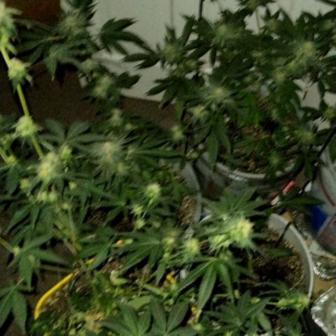 Pineapple Express 2  growlog timeline photo